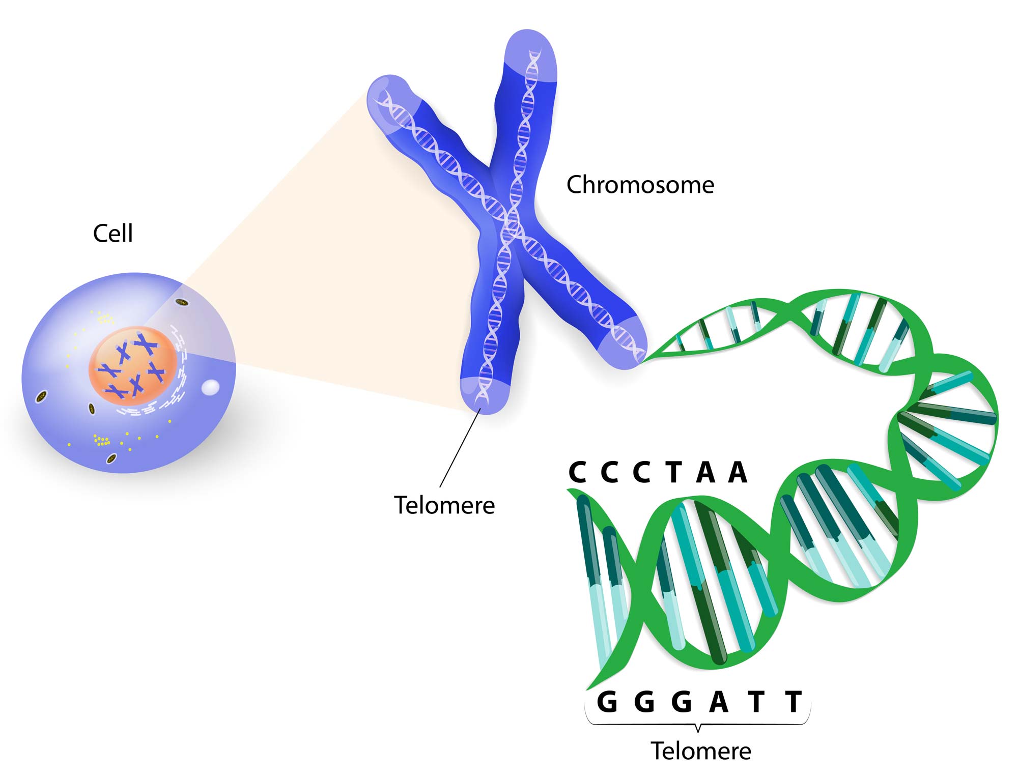 A telomere is a repeating sequence of double-stranded DNA located at the ends of chromosomes. Each time a cell divides, the telomeres become shorter. Eventually, the telomeres become so short that the cell can no longer divide. (stock image)