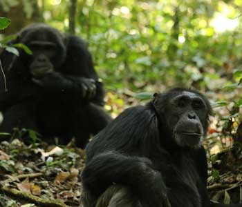Ngogo chimps by Nathan Chesterman.