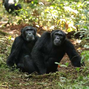 Ngogo chimps in Uganda