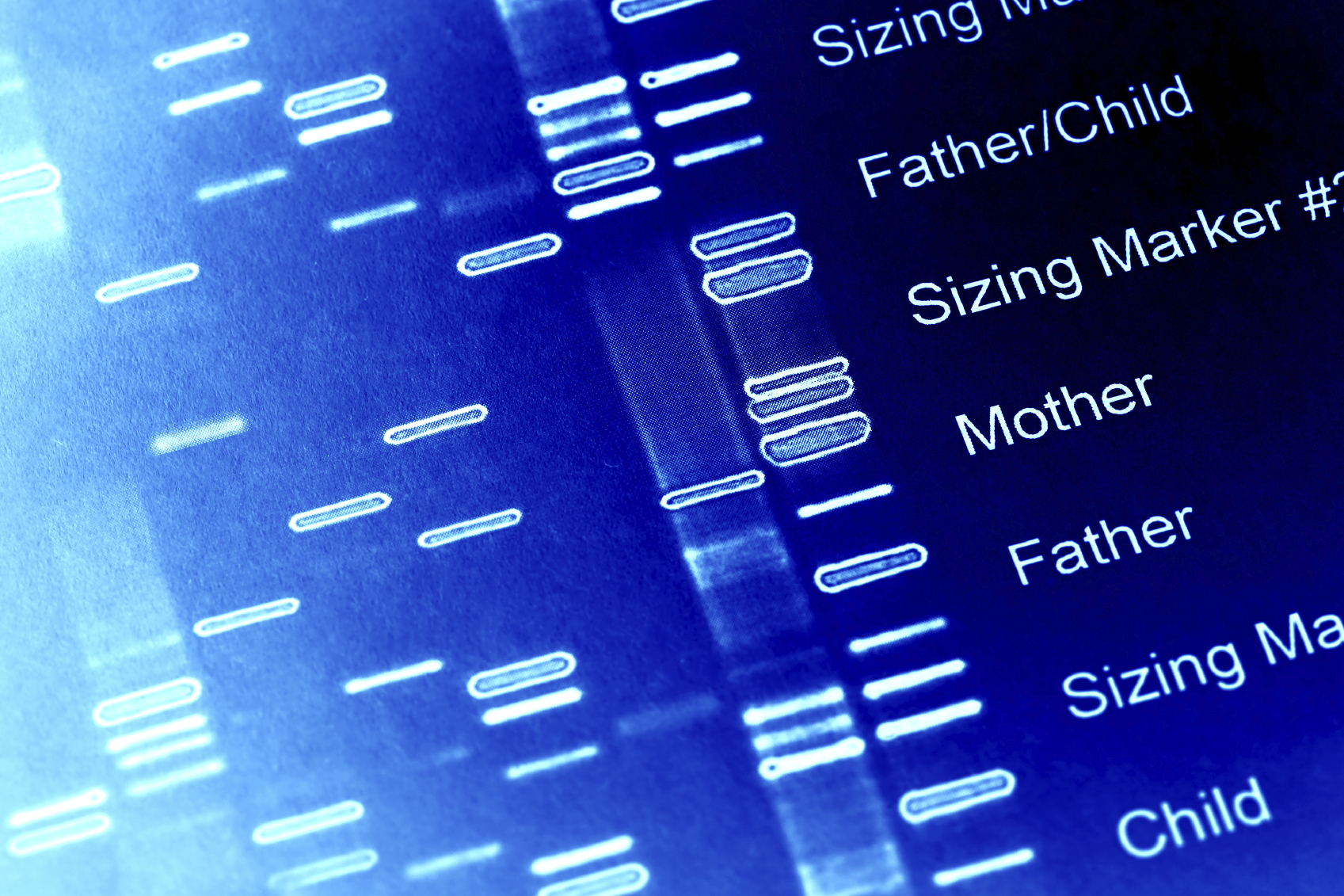 DNA fingerprint. (stock image)