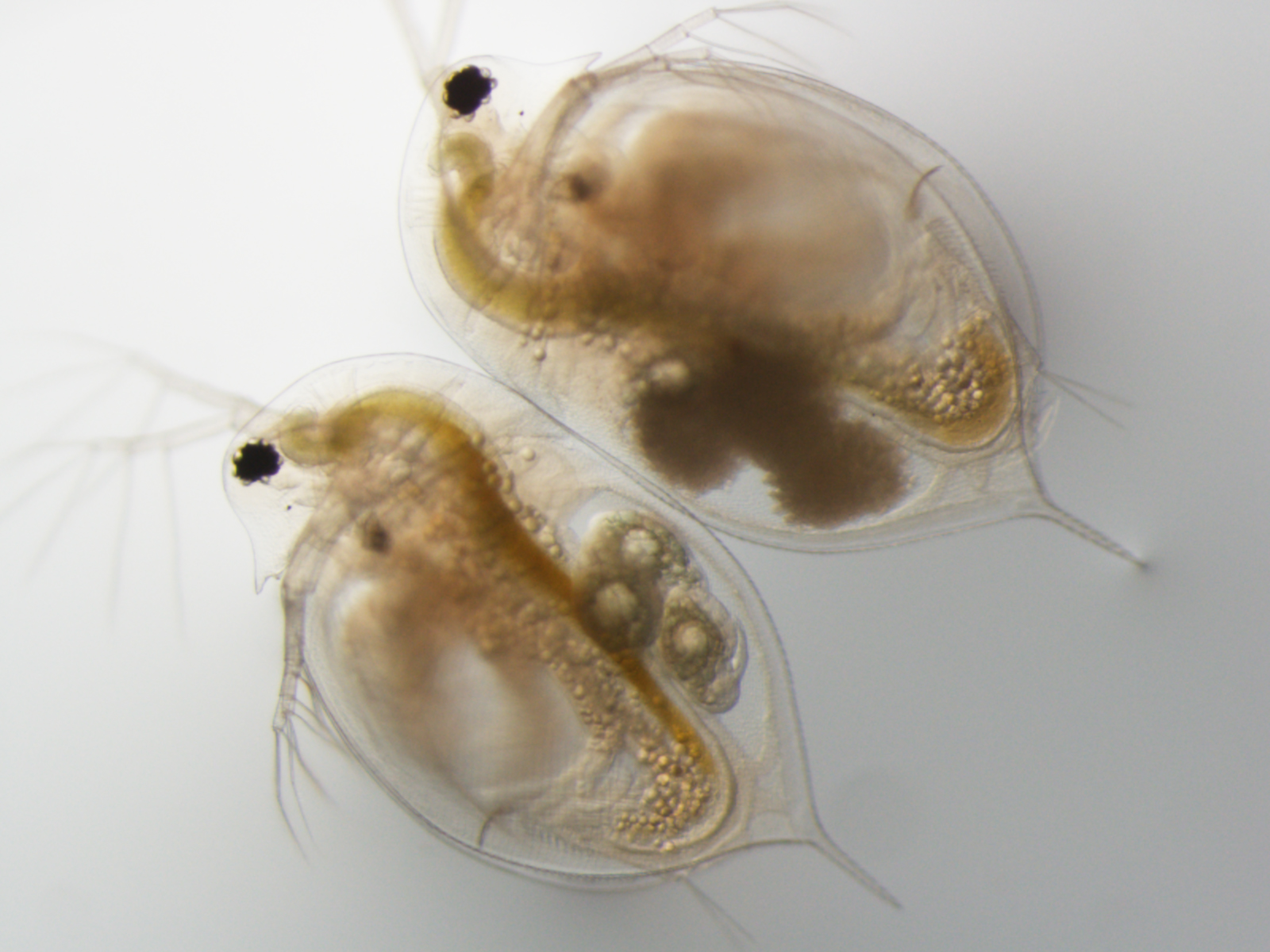 This bright-background microscope image shows two sand grain-size Daphnia crustaceans. The one on the left has three healthy embryos in its brood chamber. The one on the right has three embryos that have been attacked by the virulent parasite Blastulidium paedophthorum. Image credit: Meghan Duffy
