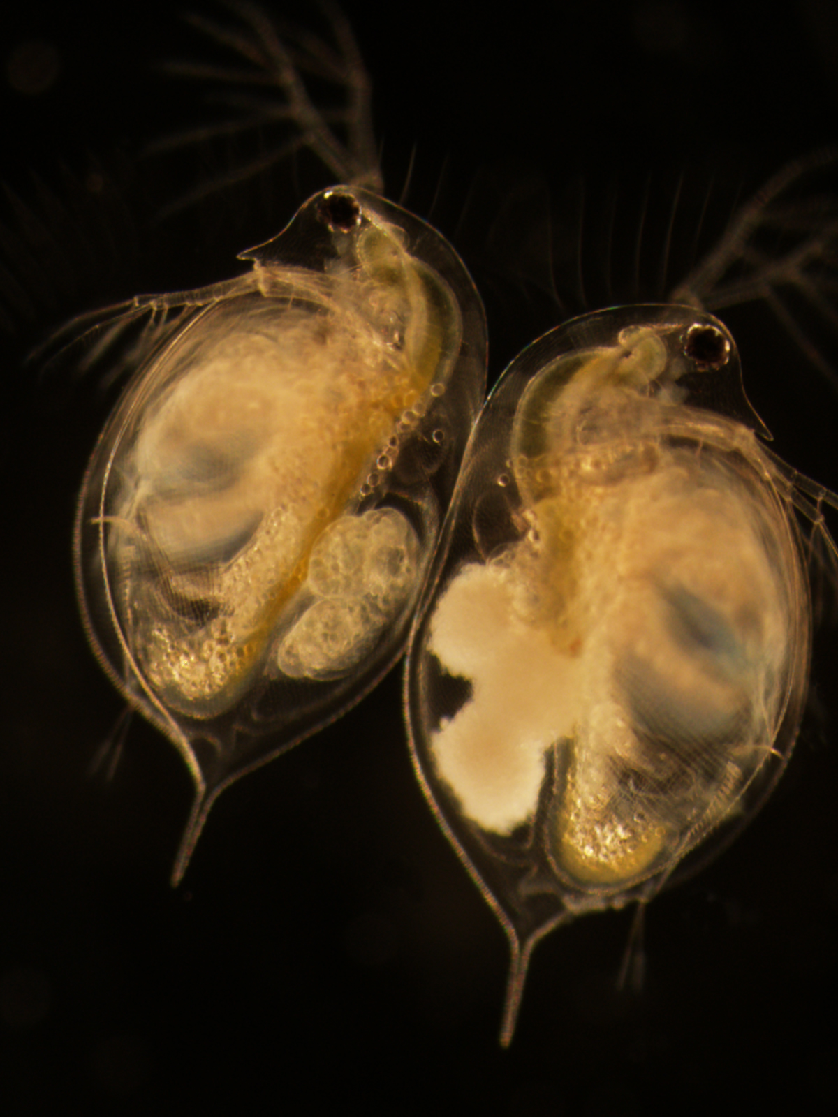 This dark-background microscope image shows two sand grain-size Daphnia crustaceans. The one on the left has three healthy embryos in its brood chamber. The one on the right has three embryos that have been attacked by the virulent parasite Blastulidium paedophthorum. Image credit: Meghan Duffy