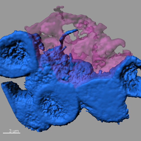 Confocal microscope image showing stem cells (blue) clustering around a hub in the stem cell niche (pink). One stem cell extends a nanotube into the hub. Image credit: Mayu Inaba, University of Michigan.