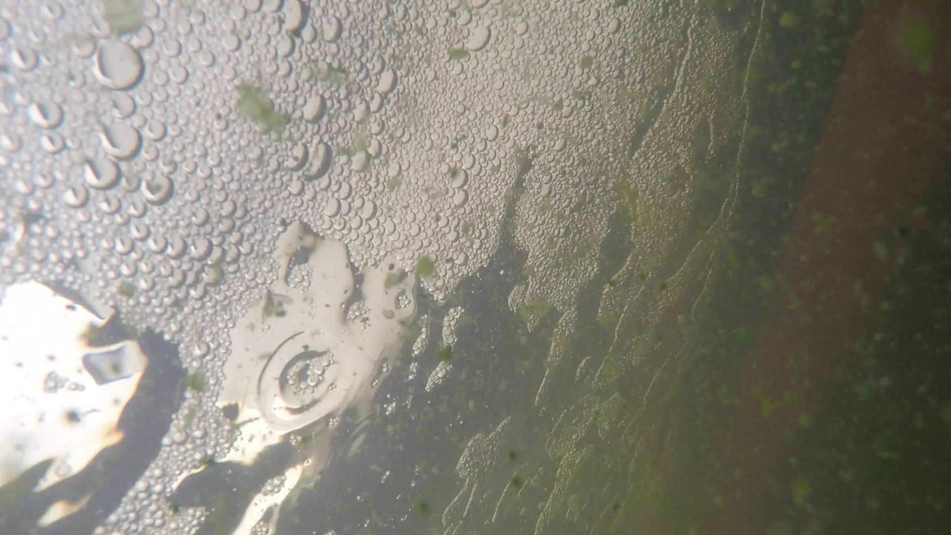 Clumps of bright green cyanobacteria visible in western Lake Erie during a July 13, 2015, research cruise. Image credit: Mike Wood