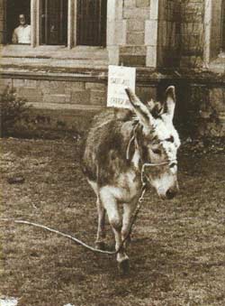 Donkey in the Law Quad.