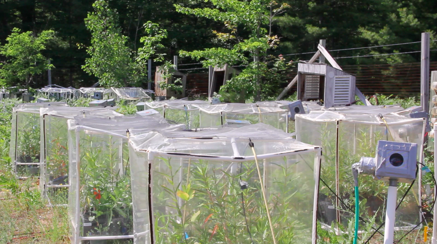 Four species of milkweed plants in growth chambers at the Biological Station. Carbon dioxide gas is pumped into the plastic-covered cubes to study how the plants respond to changes in atmospheric chemistry.