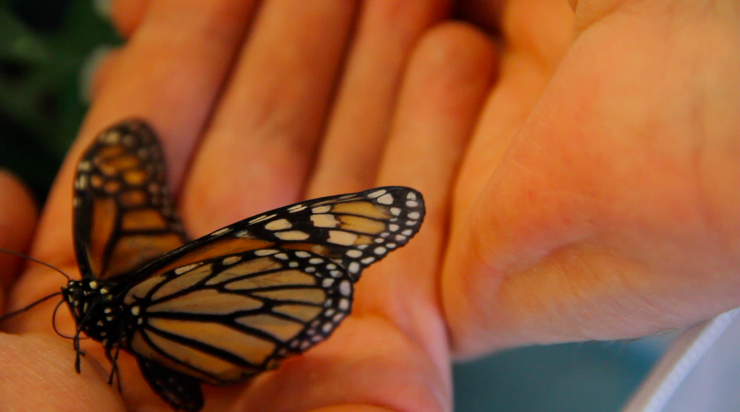 A monarch butterfly at the U-M Biological Station.
