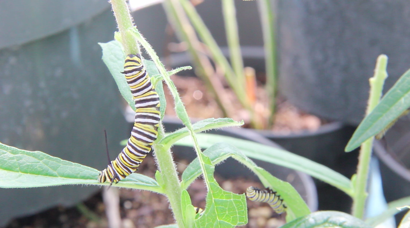 Monarch butterfly caterpillars on milkweed plants at the U-M Biological Station.