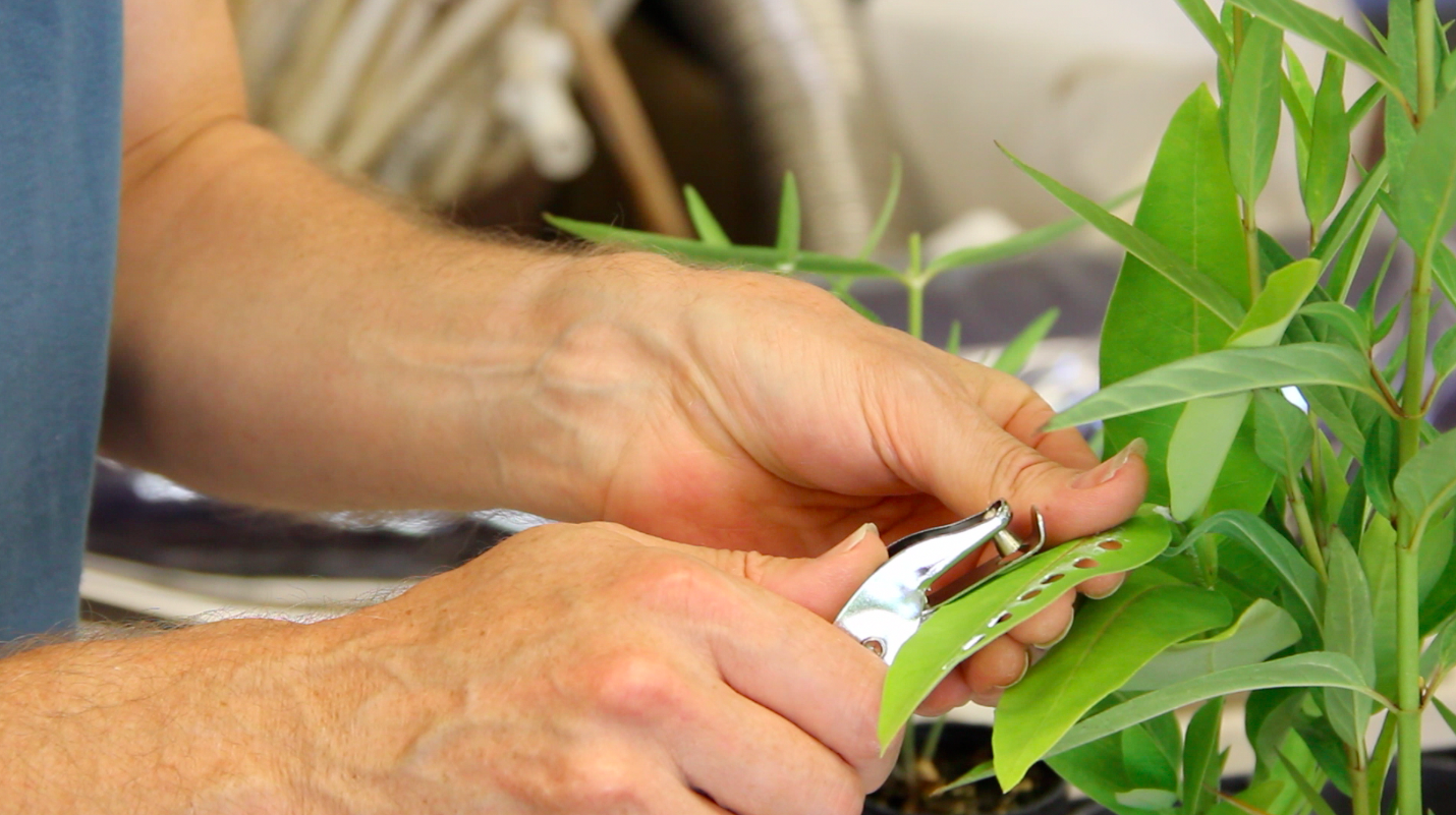 Quarter-inch-diameter disks are removed from milkweed leaves with a paper punch. Parasite spores are placed on the leaf disks, which are then fed to monarch caterpillars.