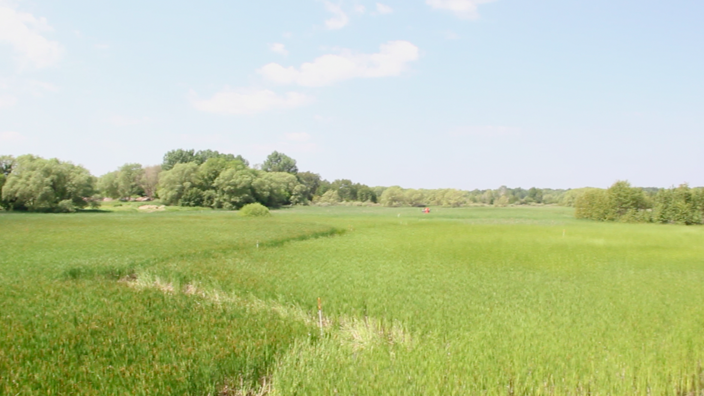 Cheboygan Marsh is dominated by single species of non-native cattail. A federally funded restoration project, based at the U-M Biological Station, is attempting to restore marsh biological diversity by mechanically removing 10 to 15 tons of the cattails on about 35 acres. Image credit:Levi Stroud