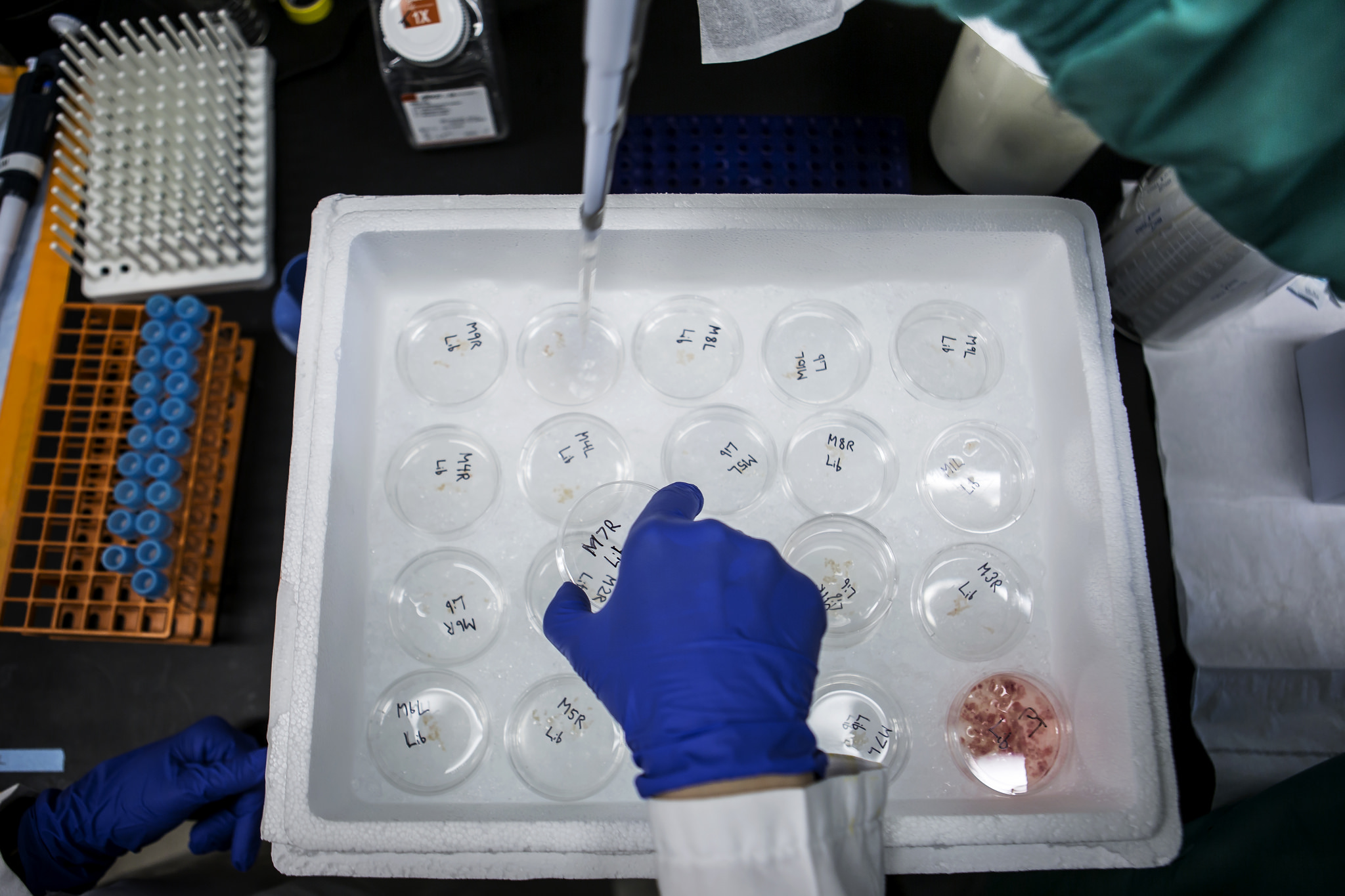 U-M Researchers construct cancer "super-attractor" scaffolds from mouse tissue, using a tumor as a control in the experimental process at the NCRC.