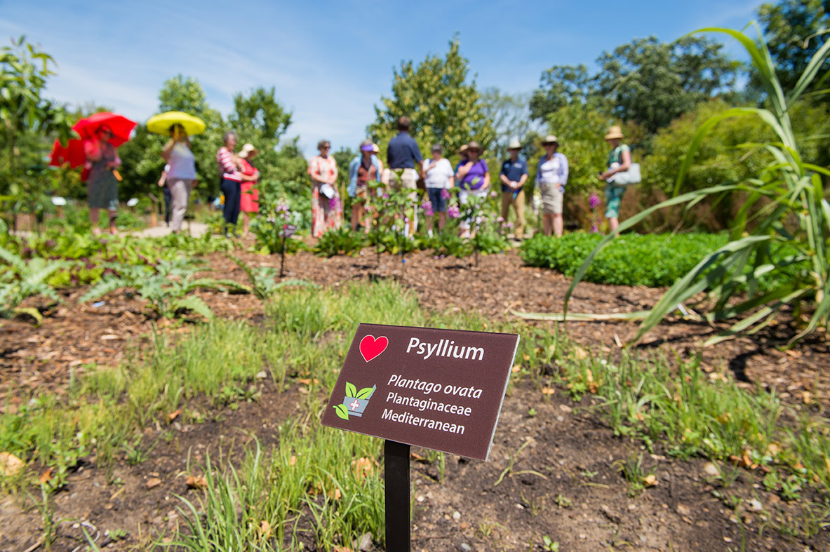 Medicinal Garden, University of Michigan Matthaei Botanical Gardens. Image credit: Austin Thomason