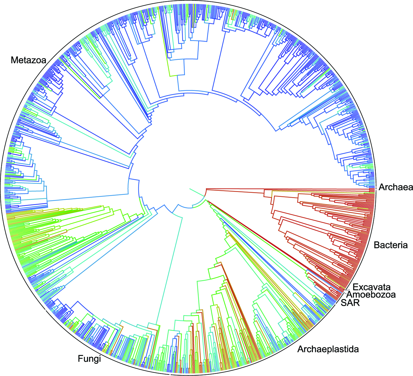 A first draft of the first comprehensive "tree of life," showing the links between the roughly 2.3 million named species of animals, plants, fungi and microbes. The draft took three years to complete and was accomplished by combining more than 450 existing trees. Image credit: Stephen Smith