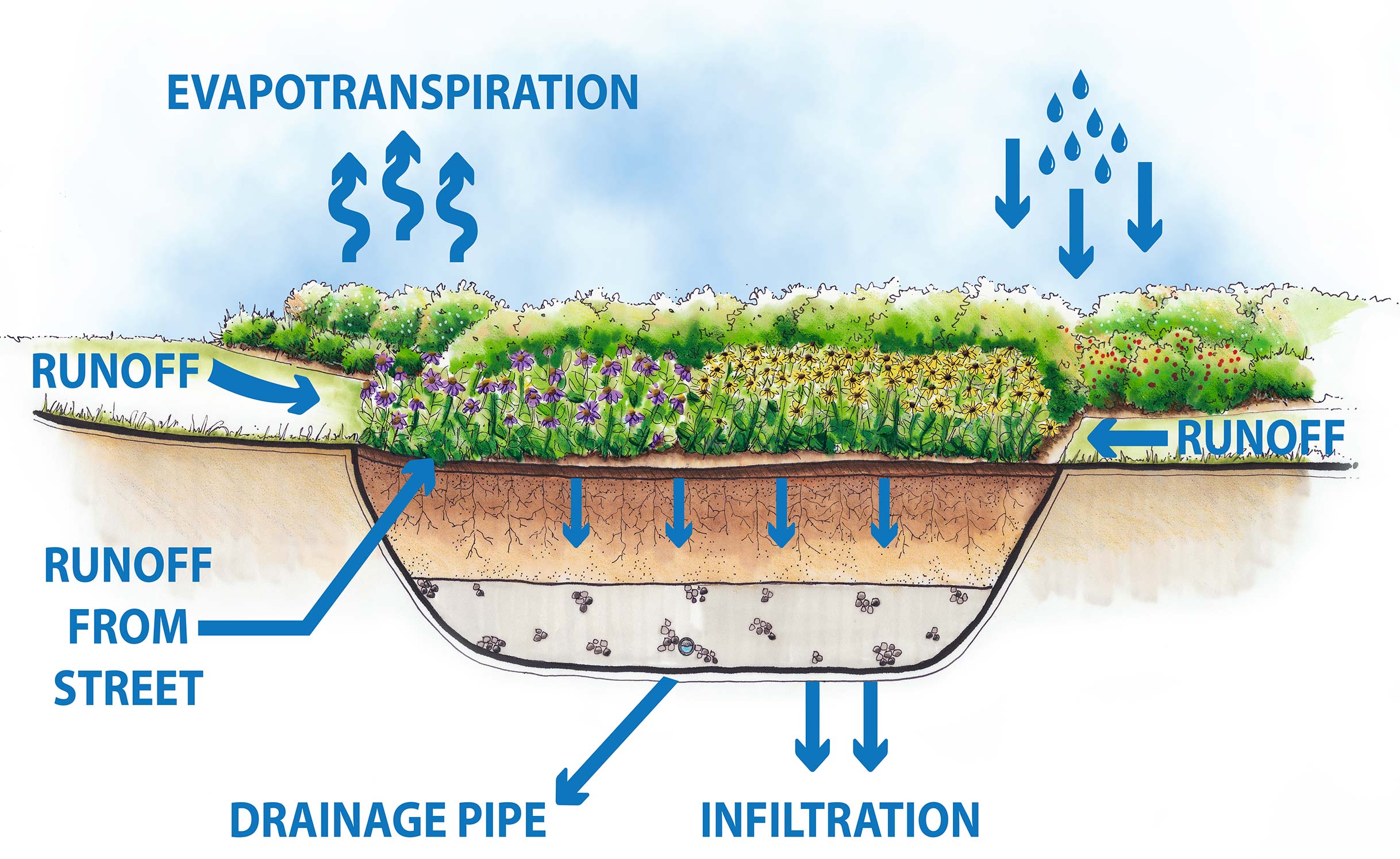 Cross-section of one of four "bioretention flower gardens" under construction in Detroit's Cody Rouge neighborhood. The gardens will soak up and store storm water to help reduce overflows during large storms. Image credit: Tetra Tech