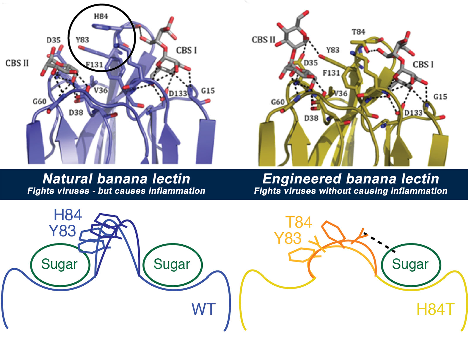 By studying the banana lectin molecule (top left) and what made it bind to both viruses and immune system cells (bottom left), the team was able to figure out how to change the way cells bind to it, to make a new version (top right) that still binds viruses but doesn't cause inflammation (bottom right).