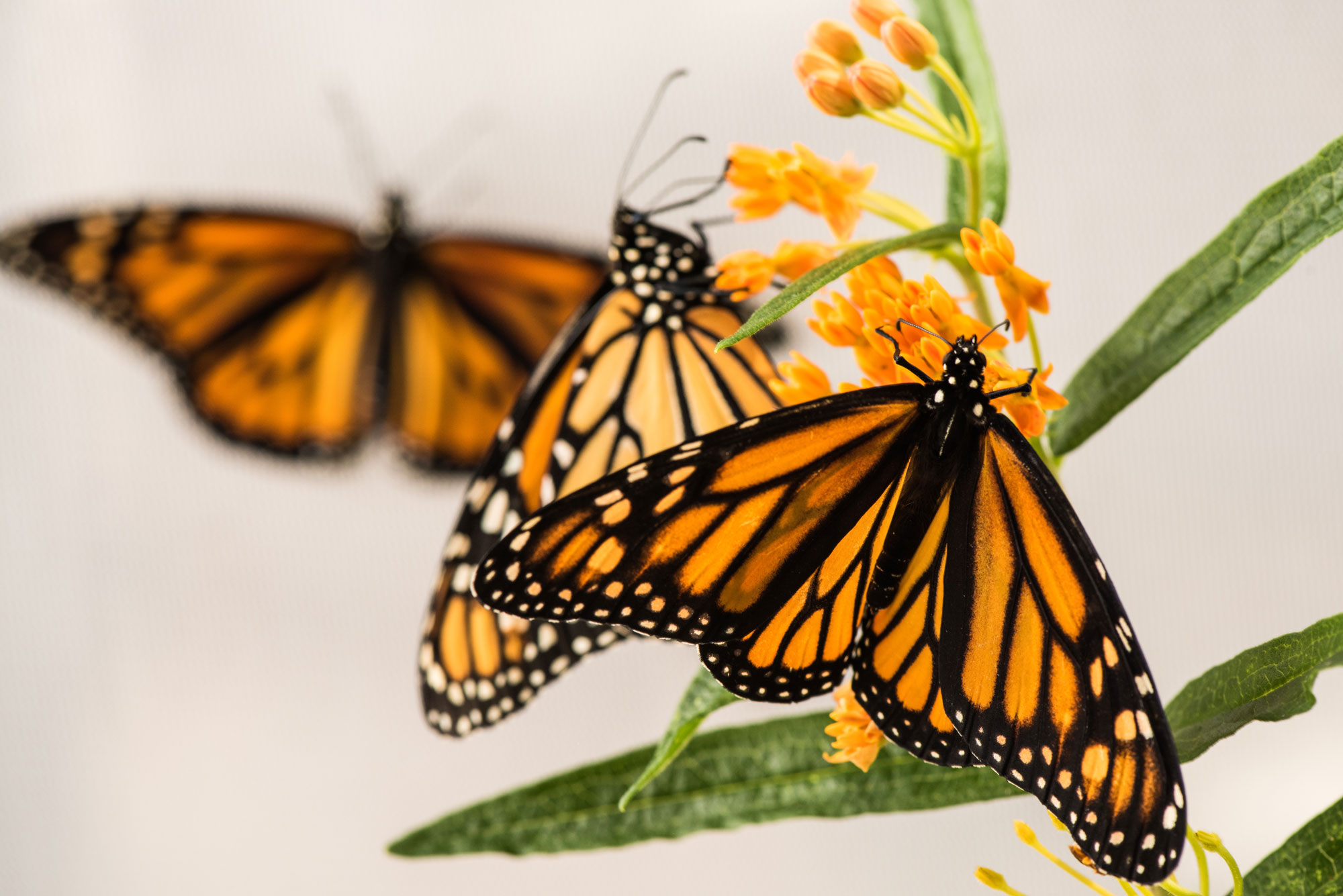 Monarch butterflies on milkweed flowers. Image credit: Austin Thomason/Michigan Photography