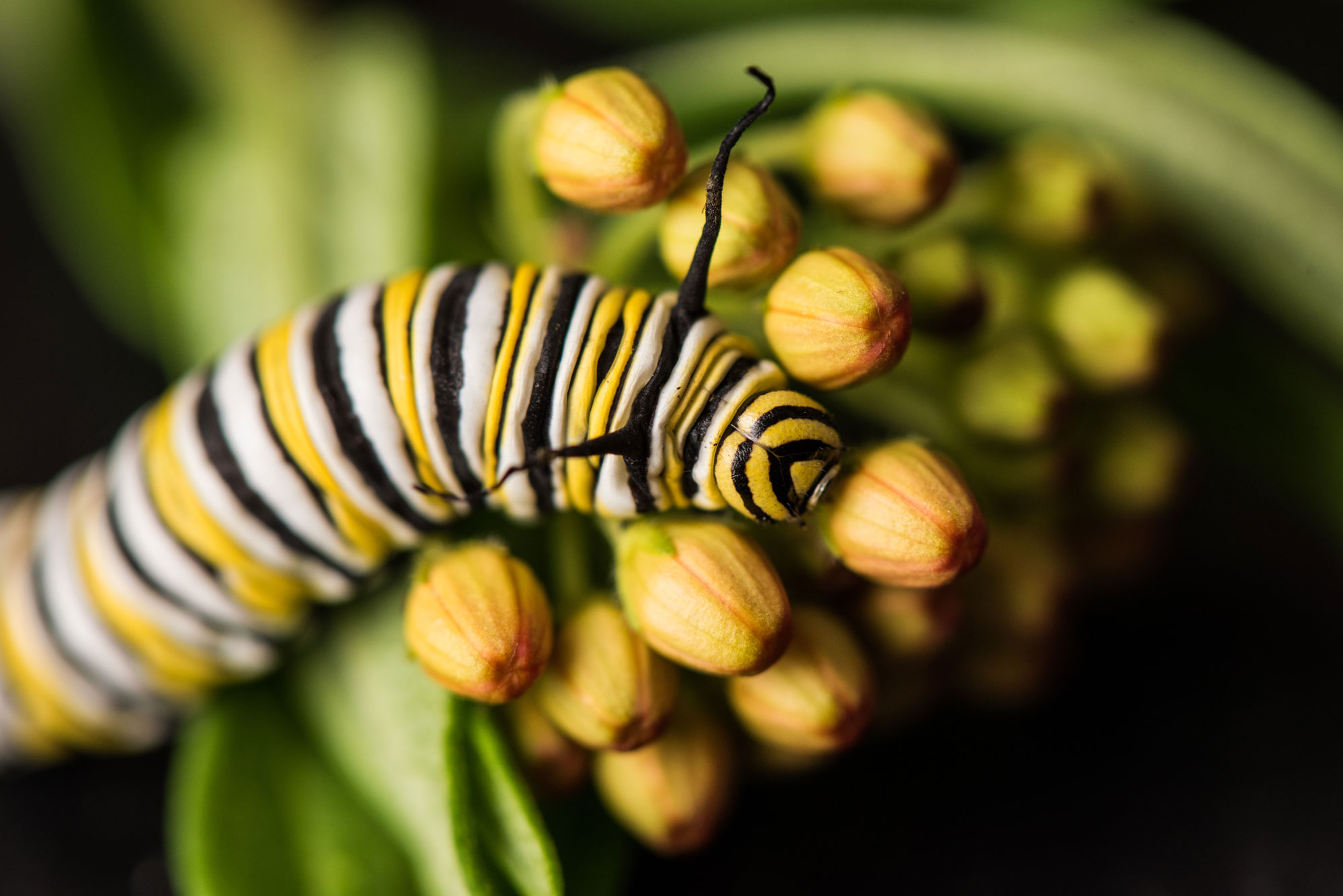 Monarch caterpillar on a milkweed plant. Image credit: Austin Thomason/Michigan Photography