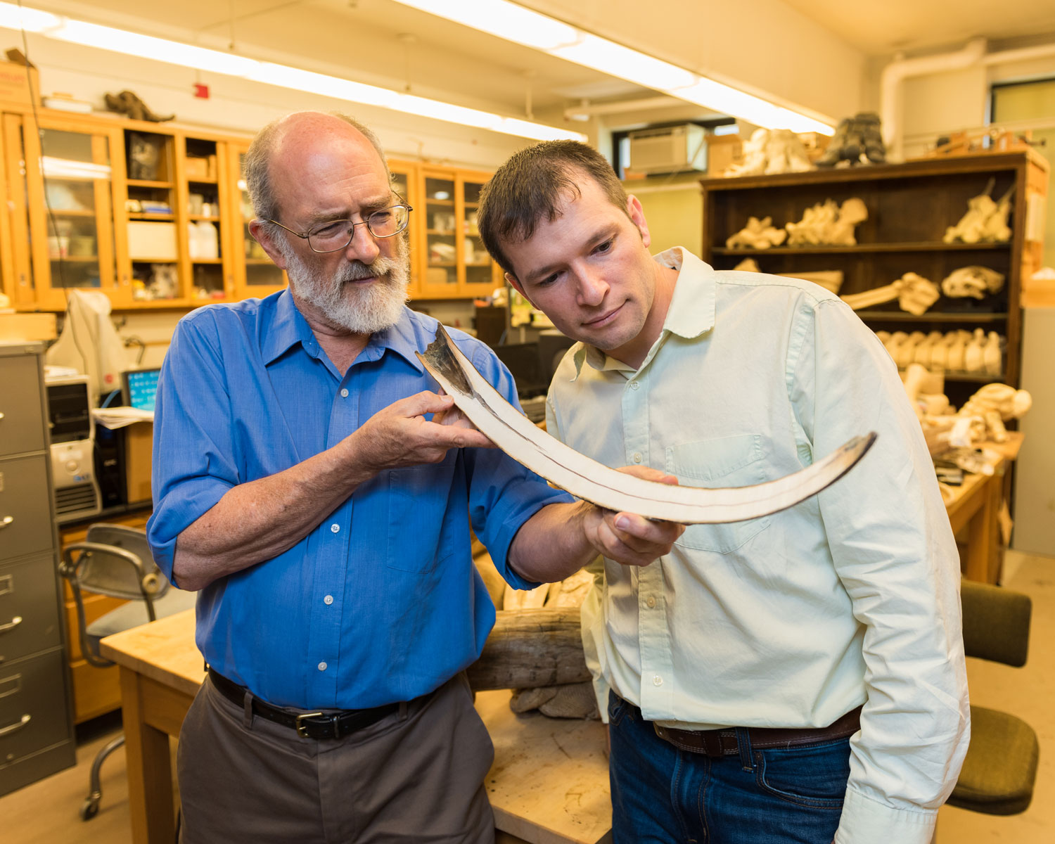 Daniel Fisher, director of the University of Michigan Museum of Paleontology, left, and Michael Cherney, a U-M doctoral student in the Department of Earth and Environmental Sciences, examine a tusk of a juvenile woolly mammoth from Siberia. The tusk was cut along its axis to expose the interior surface.