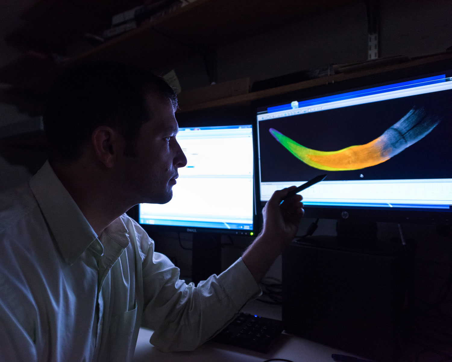 U-M doctoral student Michael Cherney views a colorized CT scan image of a juvenile woolly mammoth tusk. The various colors denote different years of growth.