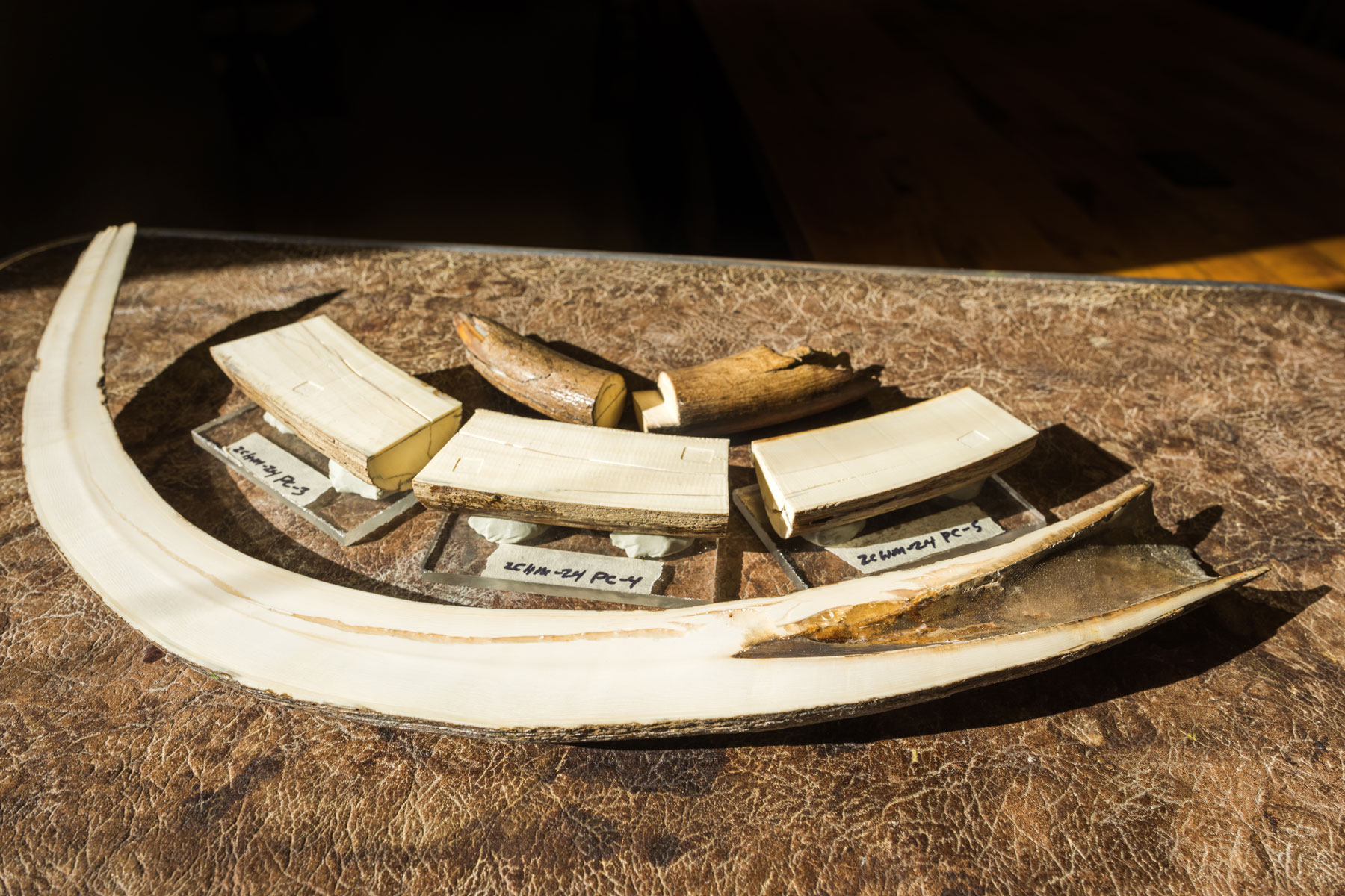 Assorted pieces of juvenile mammoth tusks used in an ongoing study of Siberian woolly mammoth weaning ages. A longitudinal cross-section, foreground, several tusk segments used for isotope sampling, and a small tusk cut in half for CT scanning, background.