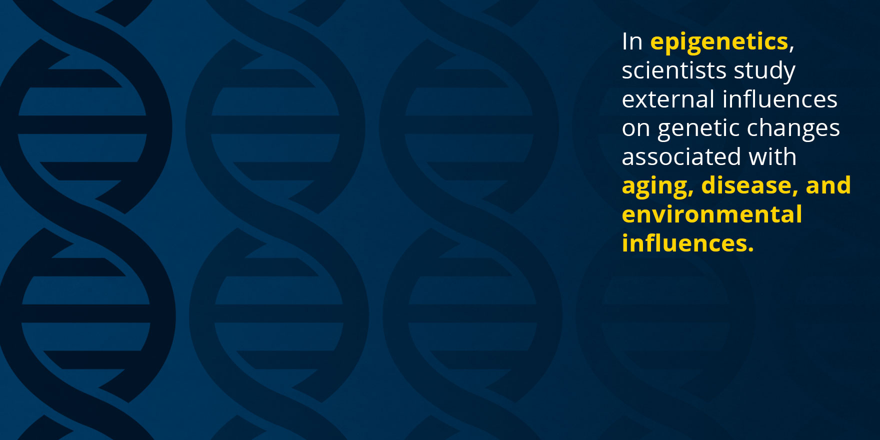 In epigenetics, scientists study external influences on genetic changes associated with aging, disease, and environmental influences.