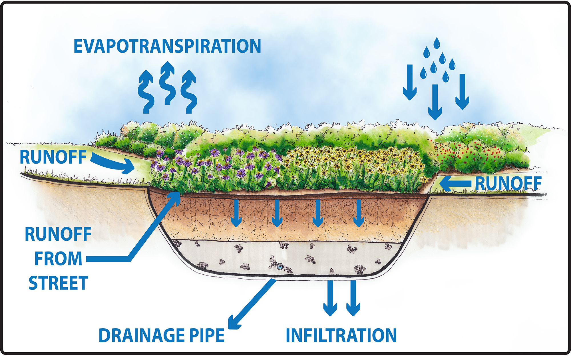 Cross-section of one of four "bioretention flower gardens" under construction in Detroit's Cody Rouge neighborhood. The gardens will soak up and store storm water to help reduce overflows during large storms. Image credit: Tetra Tech