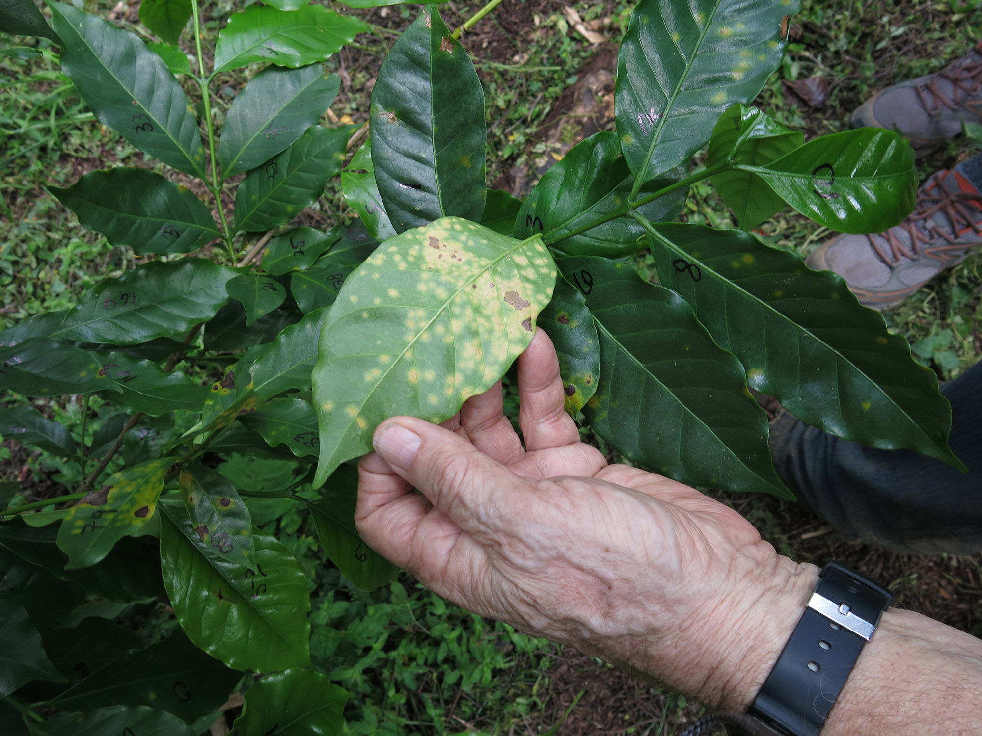 Coffee rust lesions on a leaf at an organic coffee farm in Chiapas, Mexico. Image credit: Bill Foreman, Michigan News
