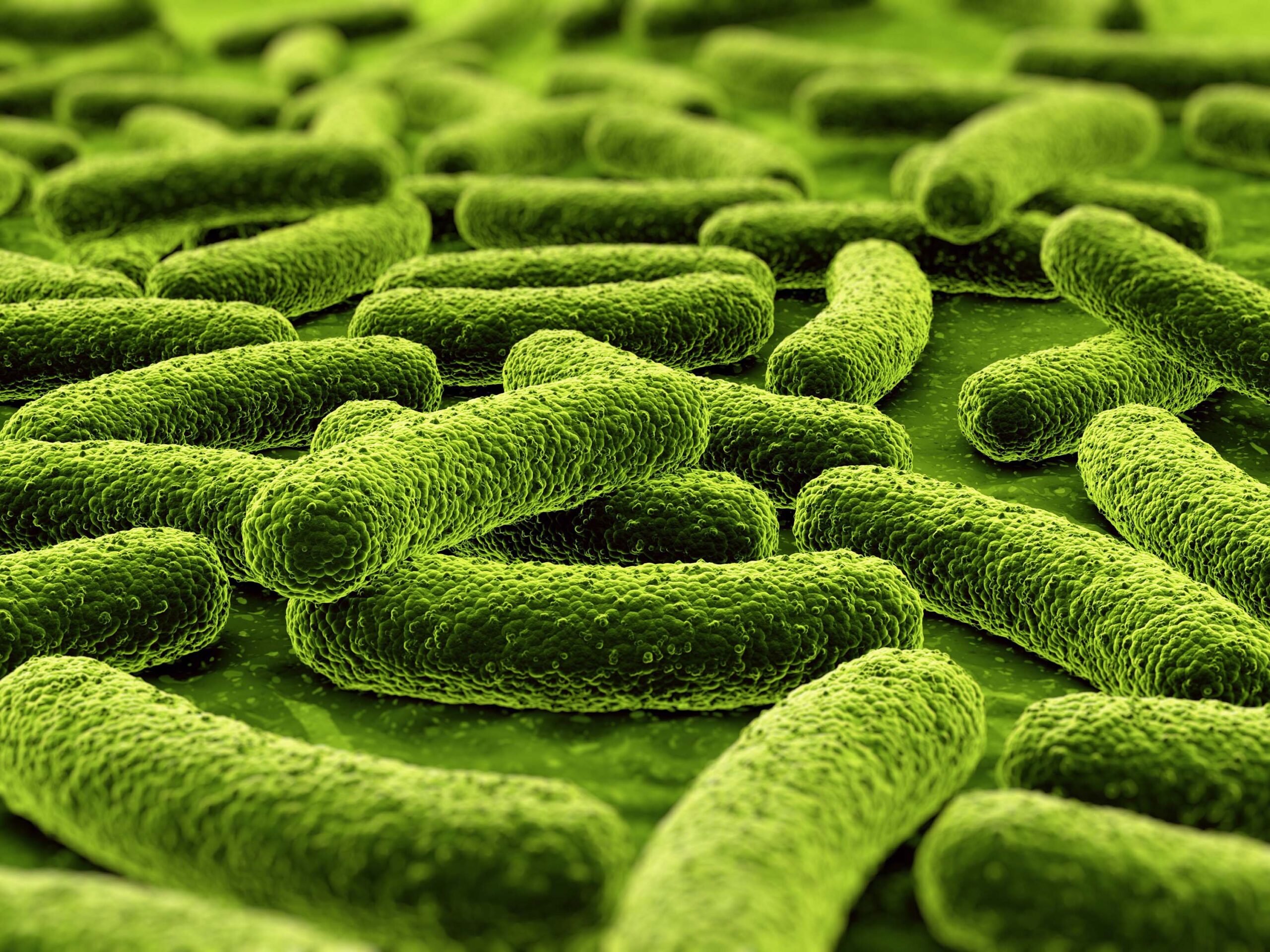 An artist’s rendering of drug resistant tuberculosis. Image credit: BioQuell UK Ltd.