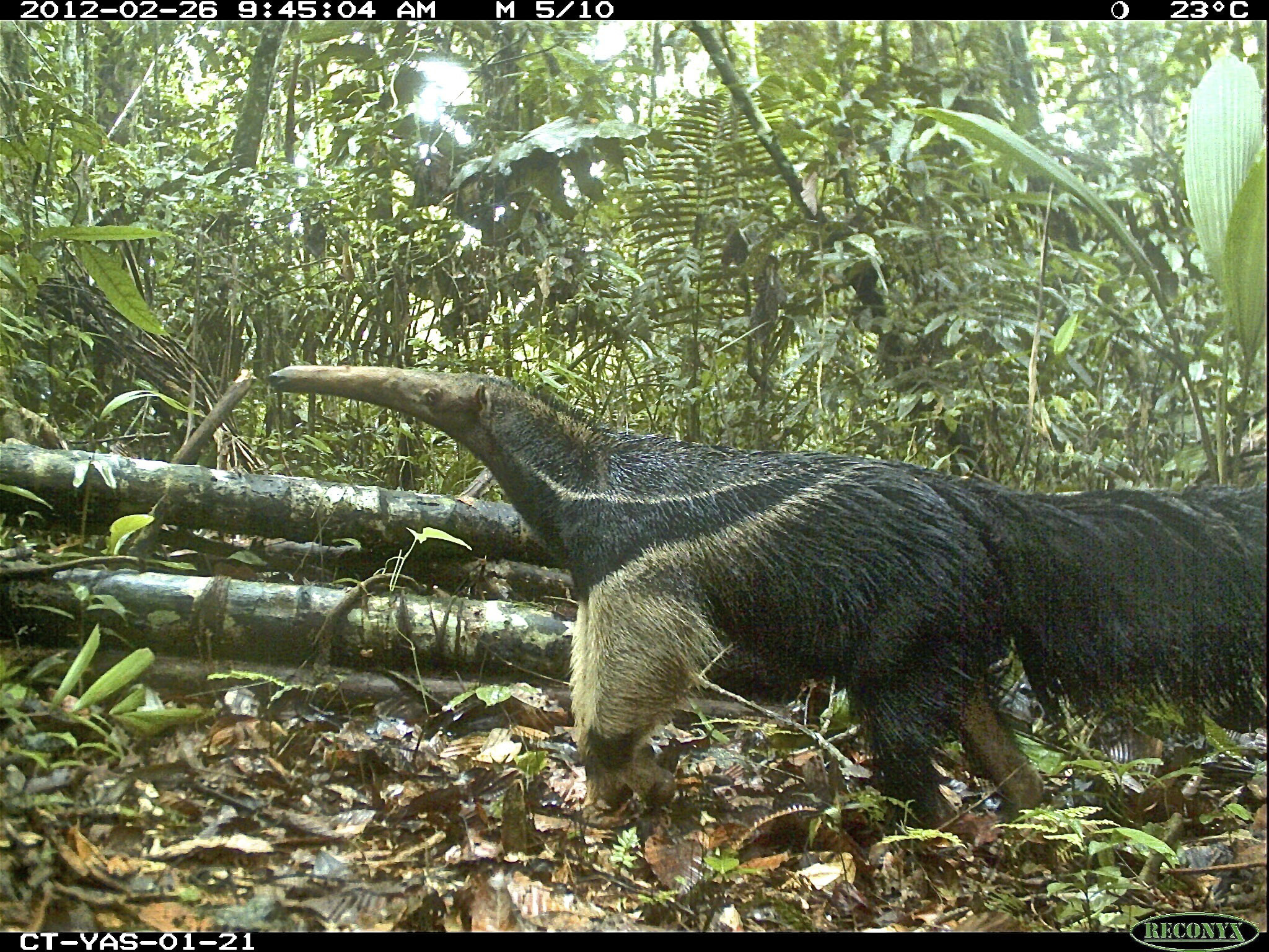 A giant anteater (Myrmecophaga tridactyla) in Yasuní National Park, Ecuador. Image credit:  Julia Salvador, TEAM Network and Missouri Botanical Garden