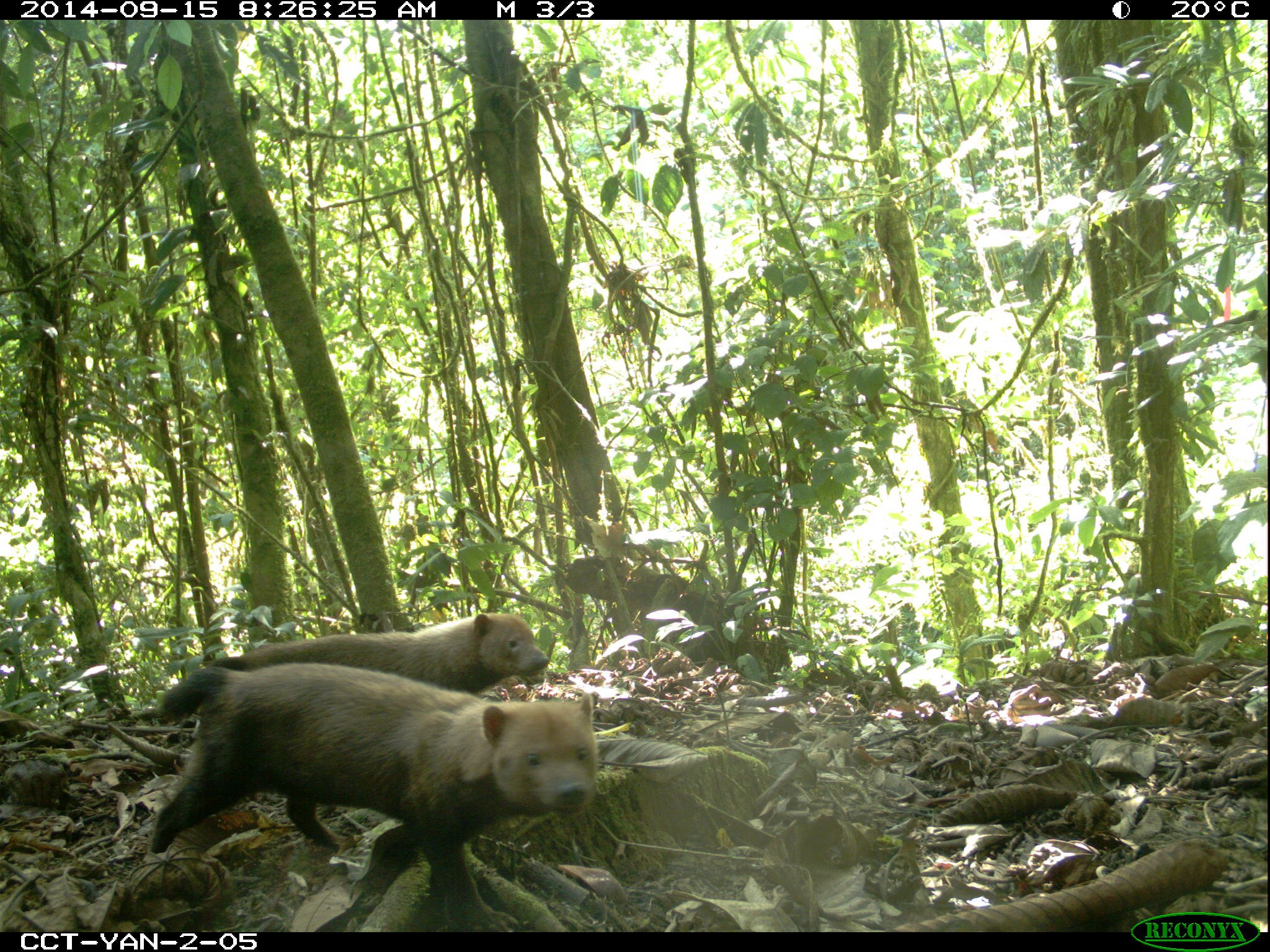 Two rarely-seen bush dogs (Speothos venaticus) are captured for the first time in Yanachaga–Chemillén National Park, Peru, by TEAM camera traps. Image credit: TEAM Network and Missouri Botanical Garden