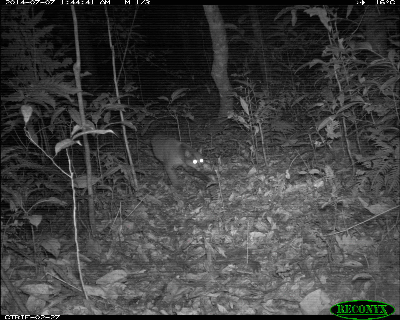 African golden cat (Caracal aurata). TEAM researchers saw an increase in sightings of this species when park managers in Bwindi Impenetrable Forest redirected tourist trails out of popular golden cat habitat. Image credit: TEAM Network and Wildlife Conservation Society