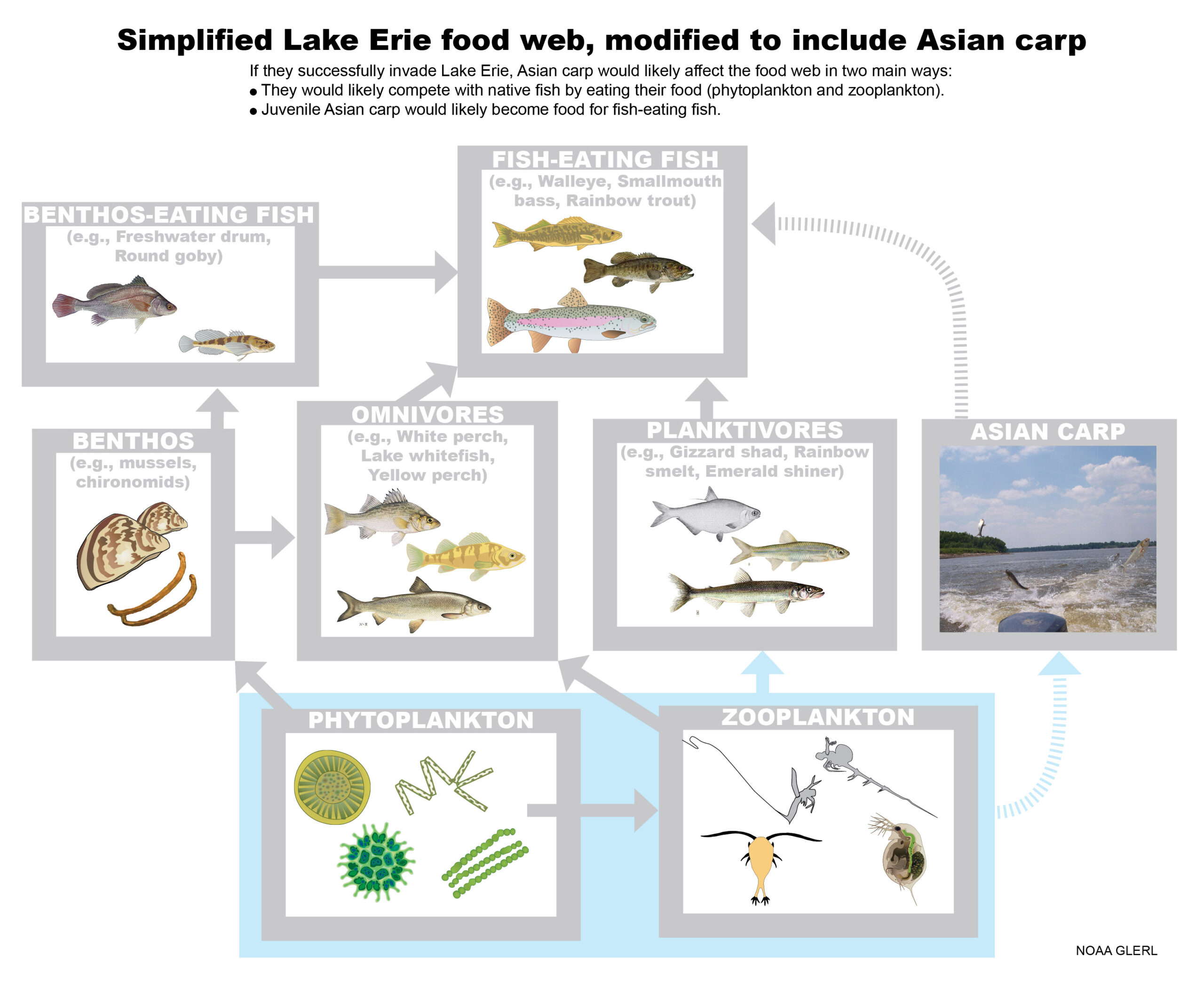 Simplified Lake Erie food web, modified to include Asian carp