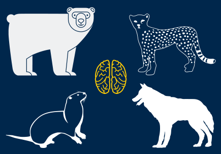 Illustration of a bear, a cheetah, a wolf, and a meerkat with a brain in the center.