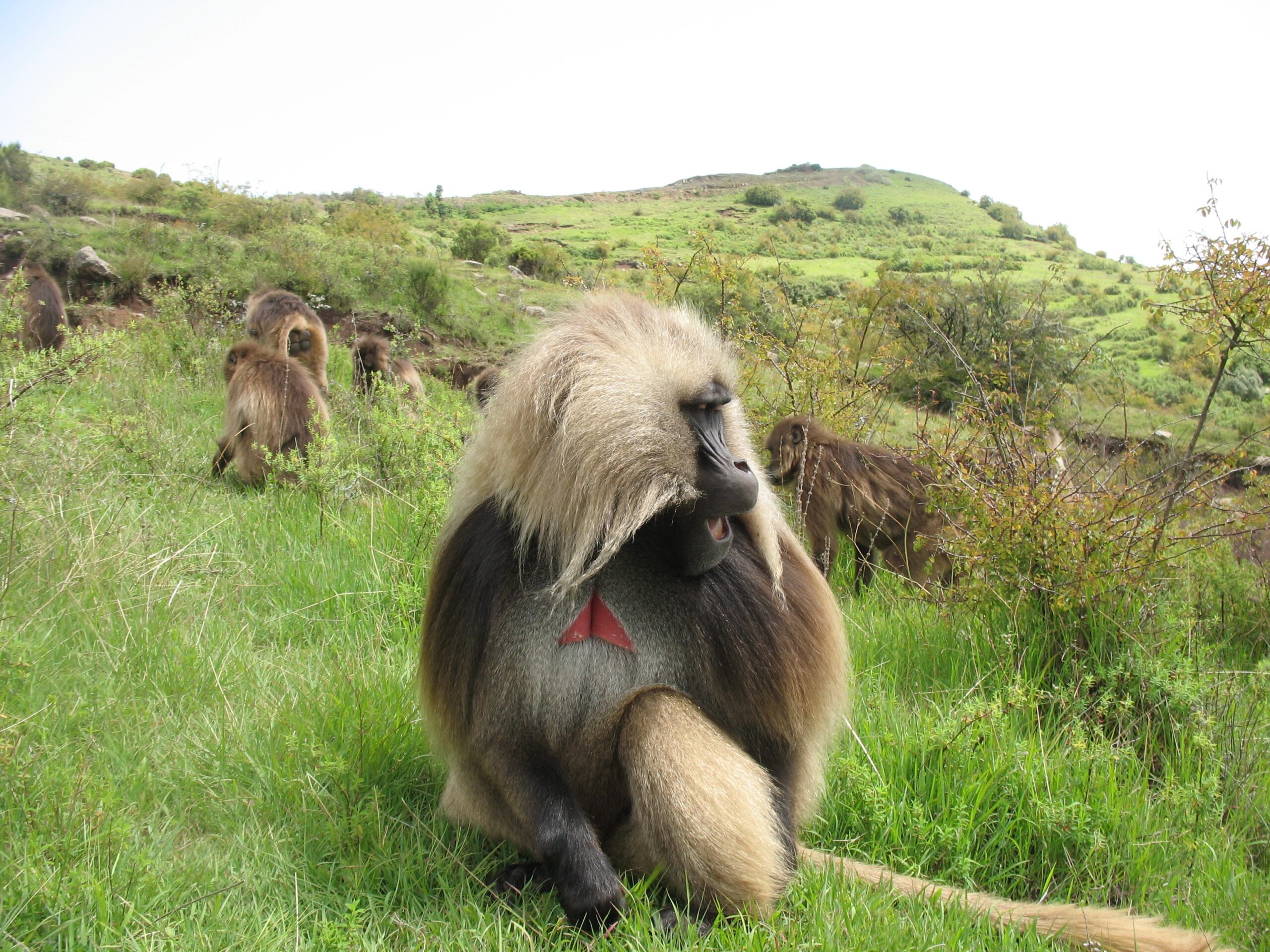   An example playback stimulus of a male giving a complex sequence that includes a wobble call. Image credit: Morgan Gustison