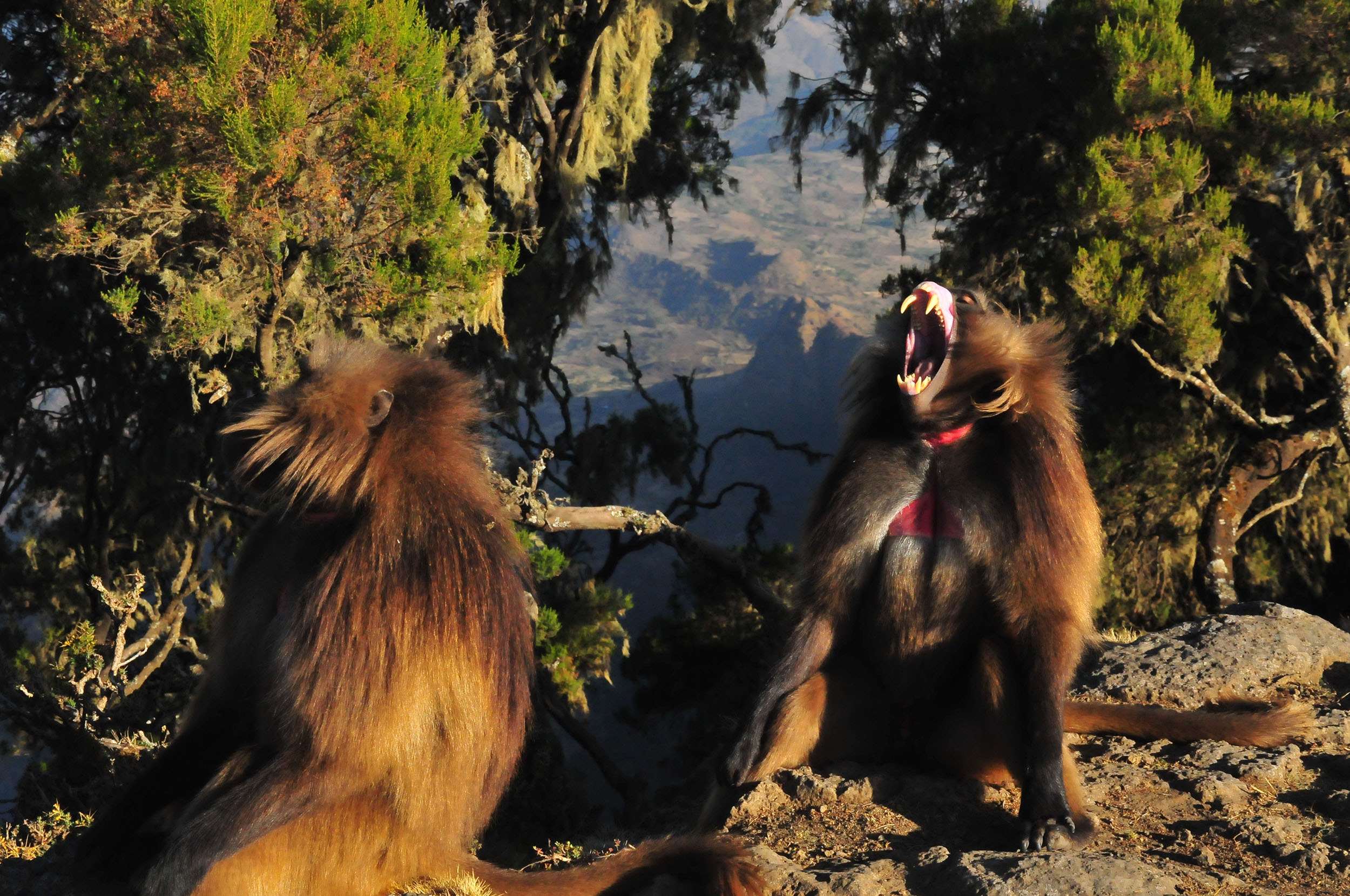 A male gelada vocalizes a yawn. Image credit: John Allen
