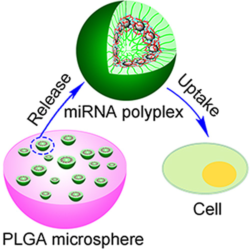 The polymer sphere delivers the microRNA into cells already at the wound site, which turns the cells into bone repairing machines. Image credit: Peter Ma