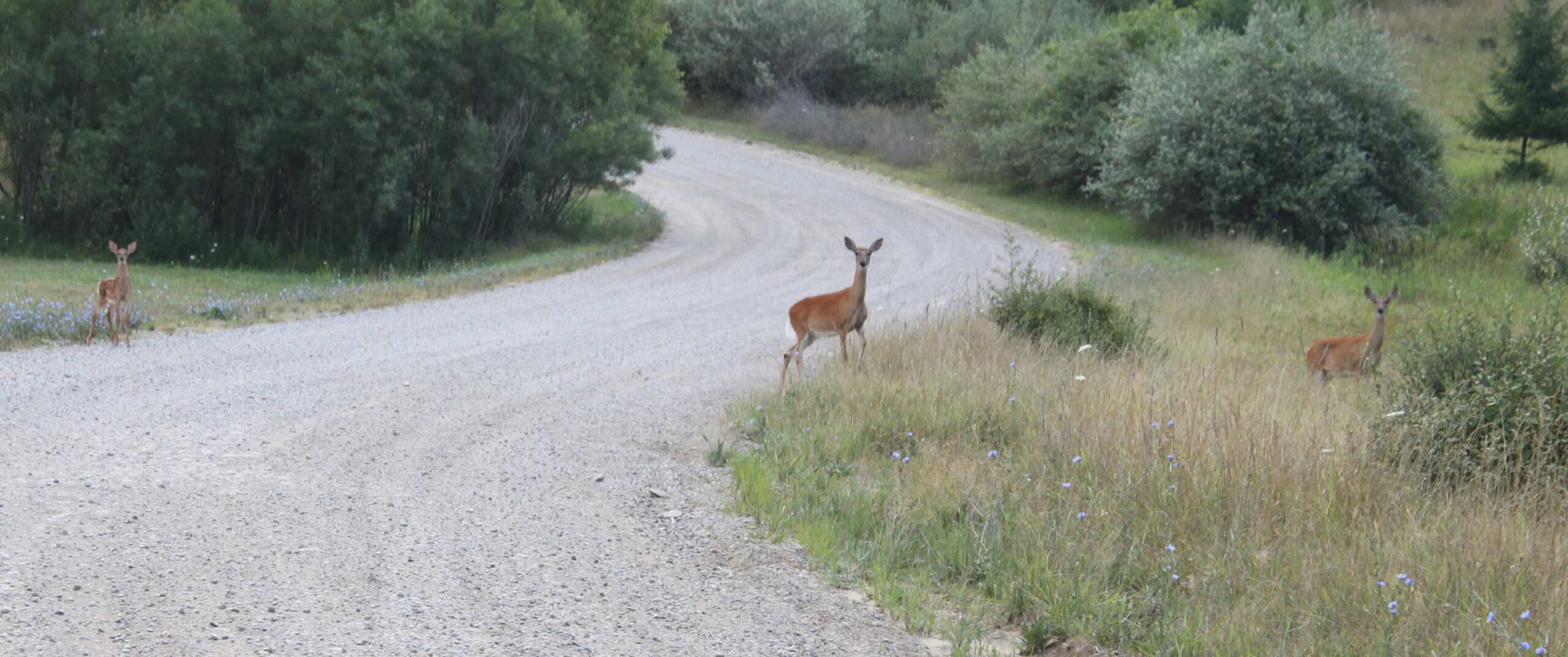 Deer standing still on Stein Court, Ann Arbor Township, Michigan. Image credit: Dwight Burdette via Wikimedia Commons