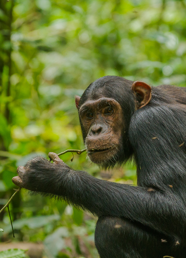 Chimpanzee in Kibale National Park, Uganda. Image credit: Andrew Bernard