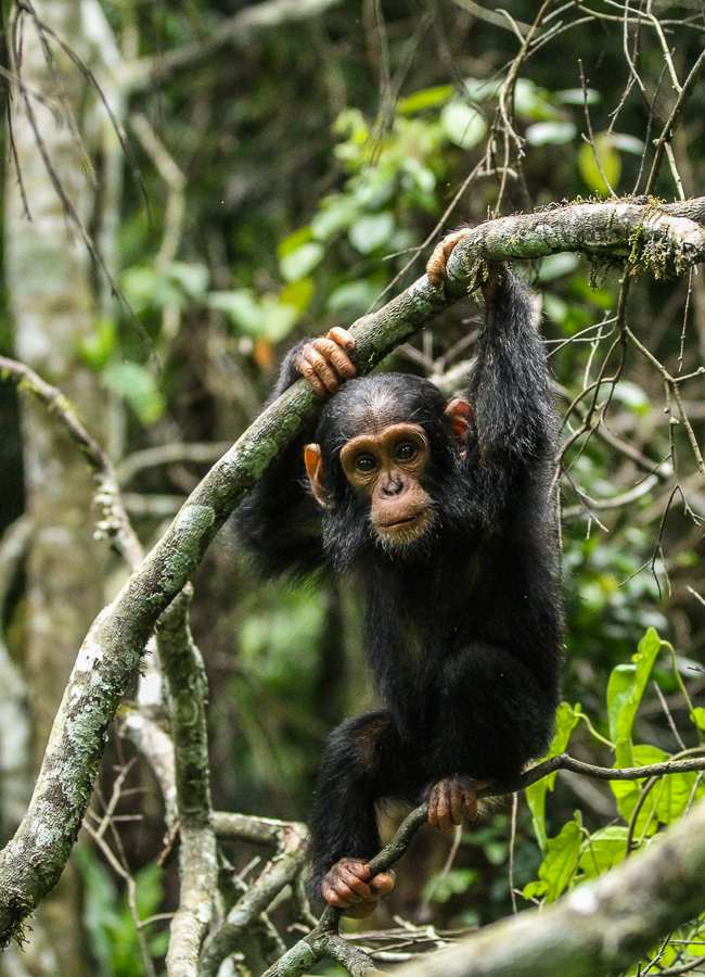 Chimpanzee in Kibale National Park, Uganda. Image credit: Andrew Bernard