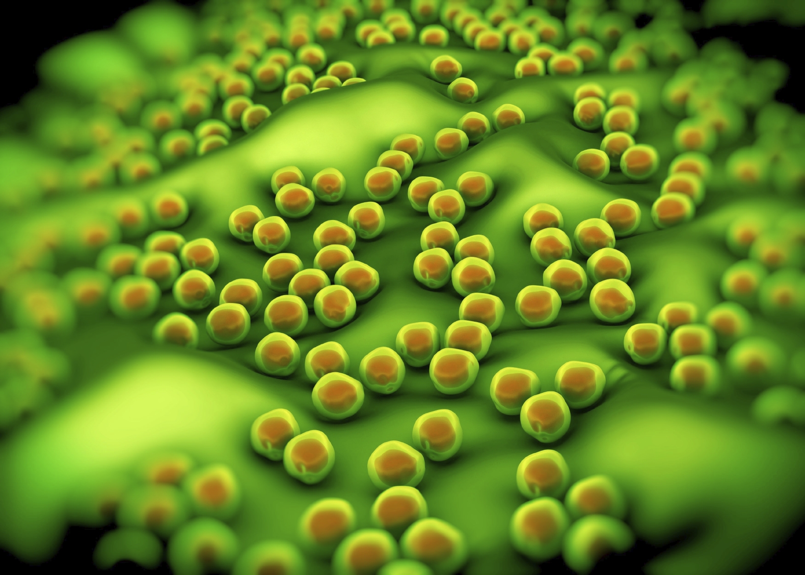 Abstract microscopic image of bacteria. (stock image)