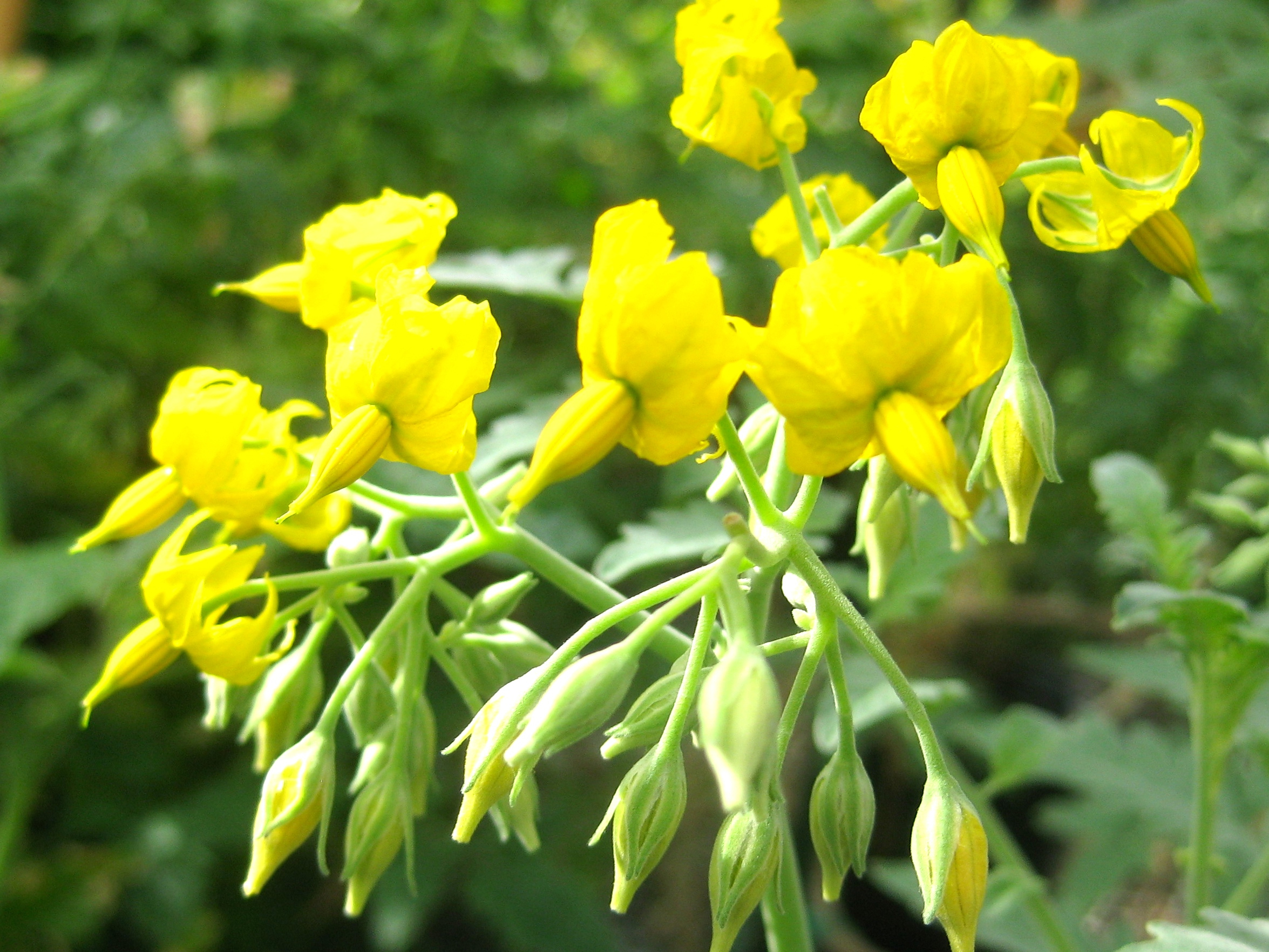 Flowers from the wild tomato species Solanum chilense, one of the few plant species that grows in Chile’s Atacama Desert, one of the driest places on earth. Image courtesy: David Haak