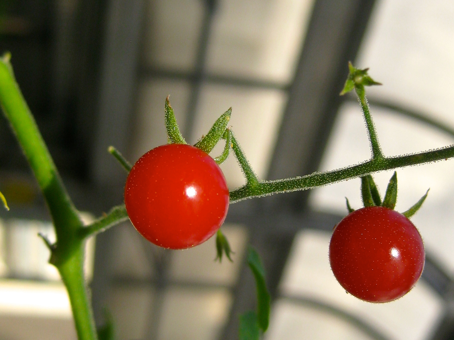 A close but more genetically diverse relative of the domesticated tomato, the wild currant tomato is a potential source for natural trait diversity. Image courtesy: David Haak