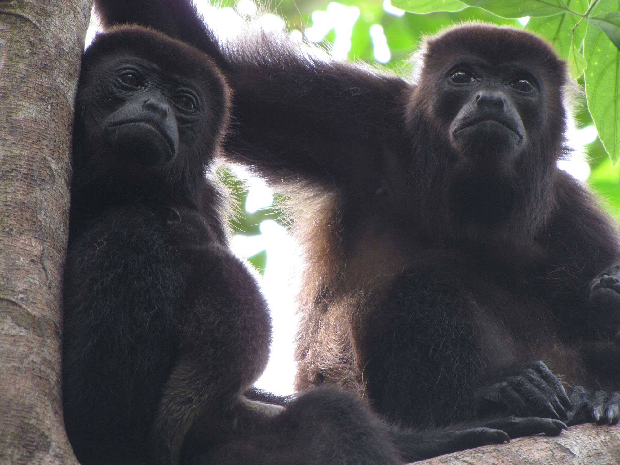 Two mantled howler monkey females with babies. Image credit: Milagros Gonzalez
