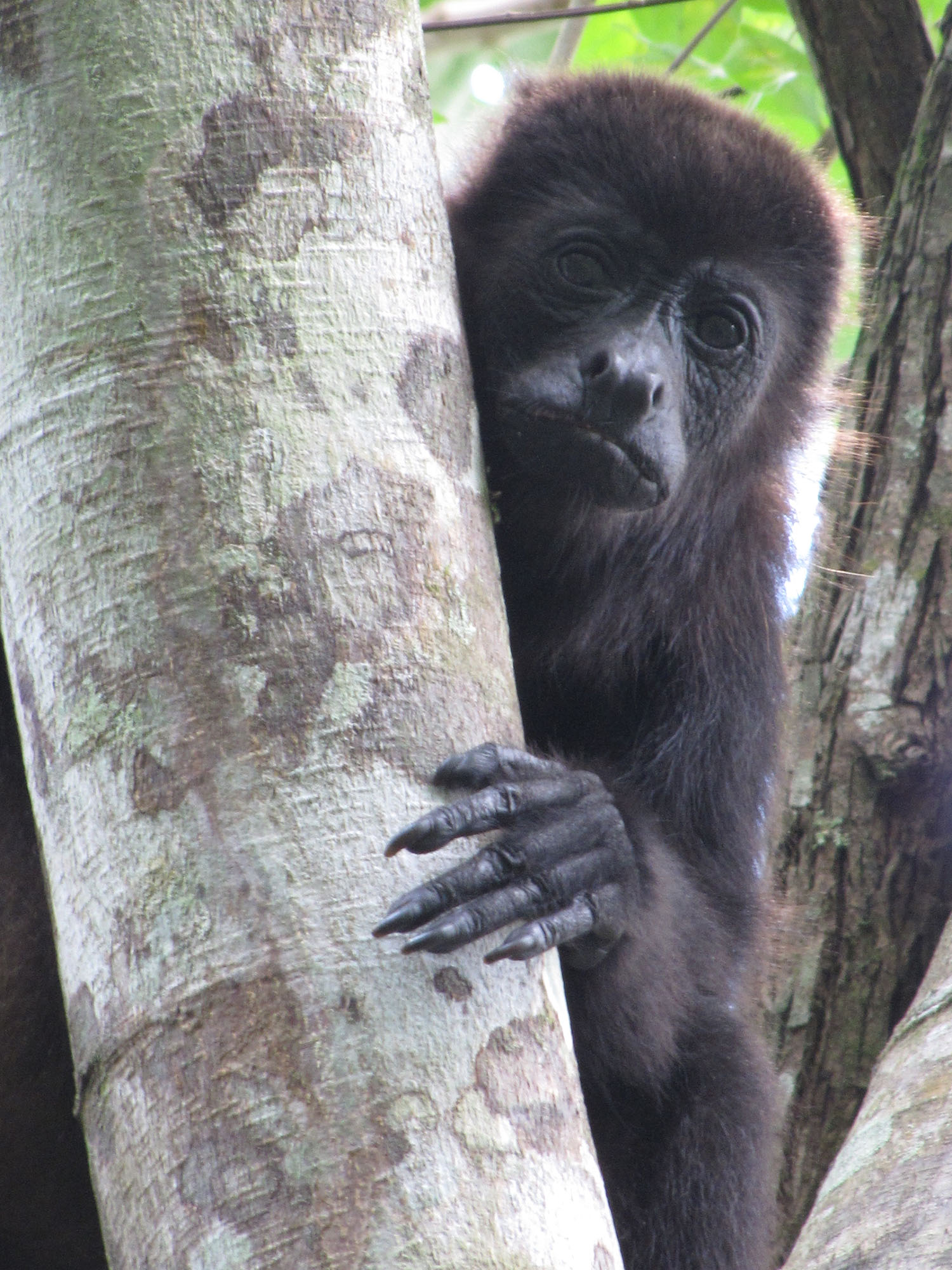 A female mantled howler monkey in Tabasco, Mexico. Image credit: Milagros Gonzalez
