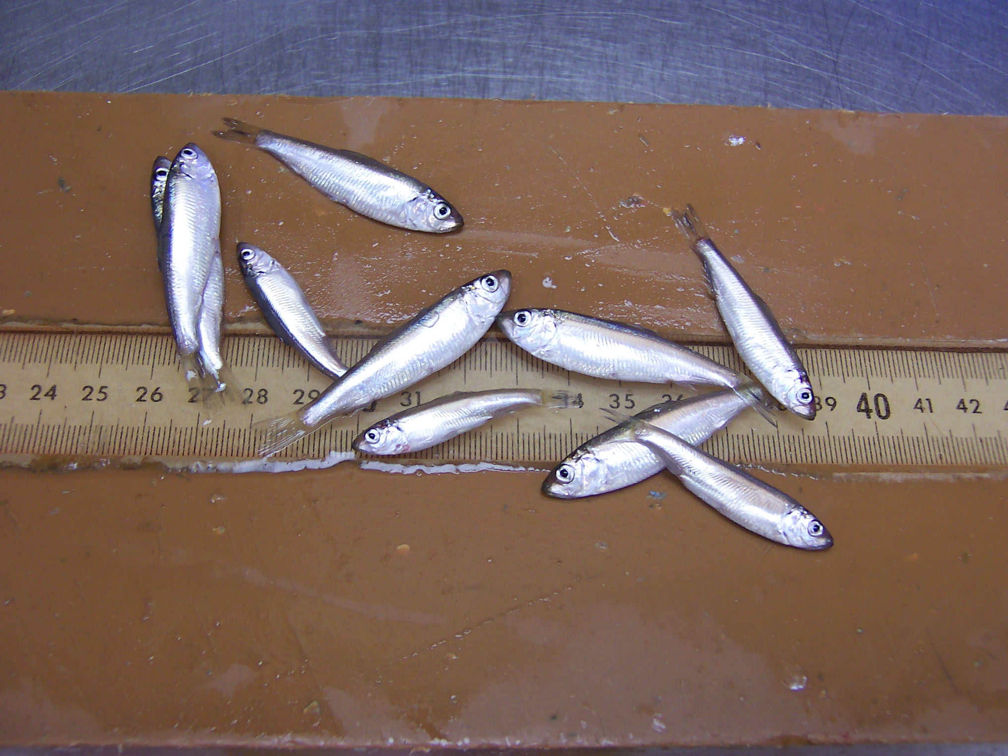 Alewives from Lake Huron. Image credit: Tim O’Brien