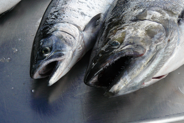 Coho salmon (left) alongside a Chinook salmon. Image credit: Michigan Sea Grant