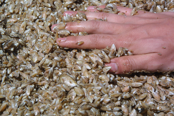 Thousands of fingernail­size quagga mussels from a trawl net dragged along  the bottom of Lake Michigan for five minutes. Image credit: Michigan News
