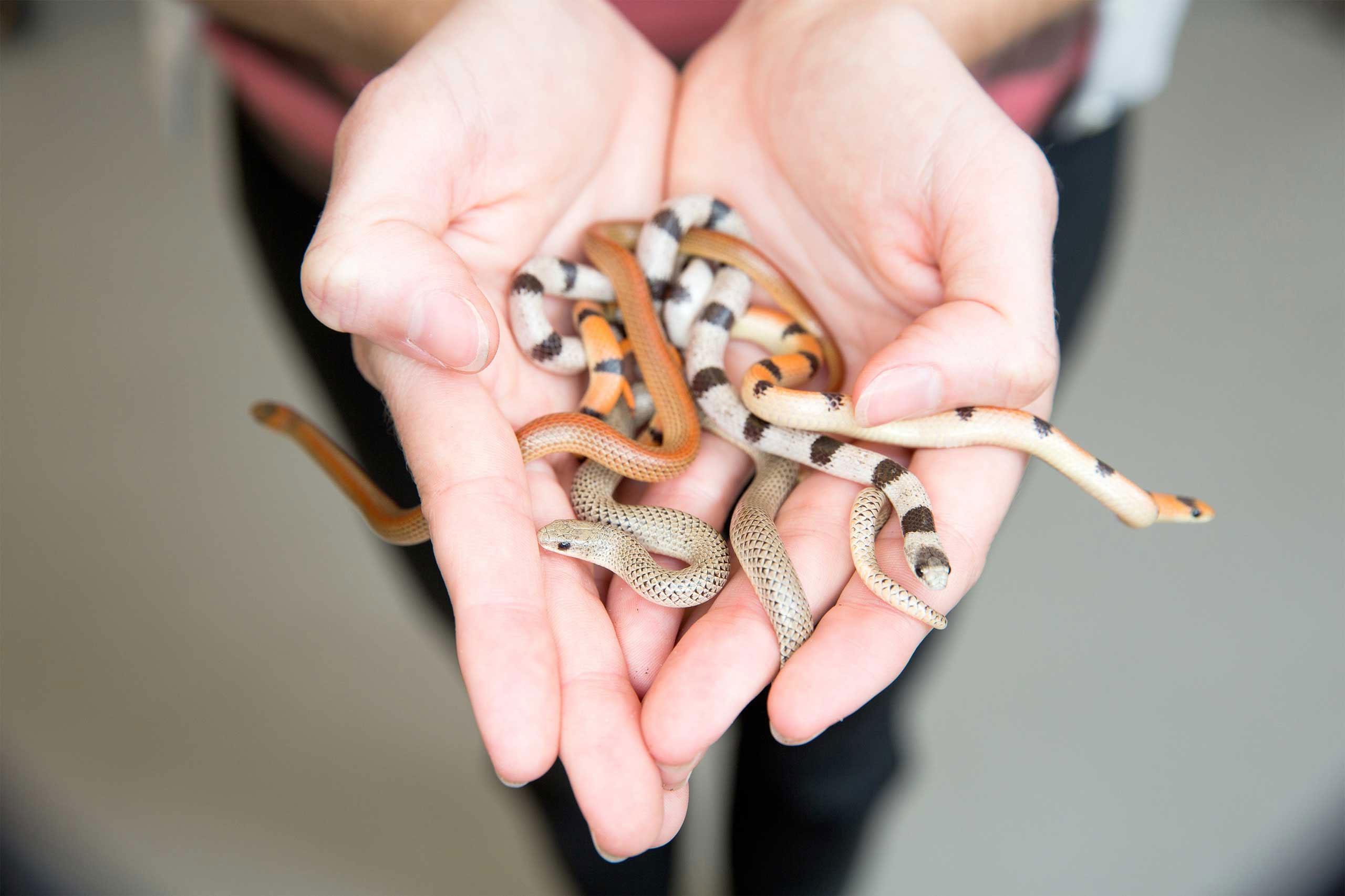 A researcher holds a handful of snakes. Image credit: Eric Bronson, Michigan Photography