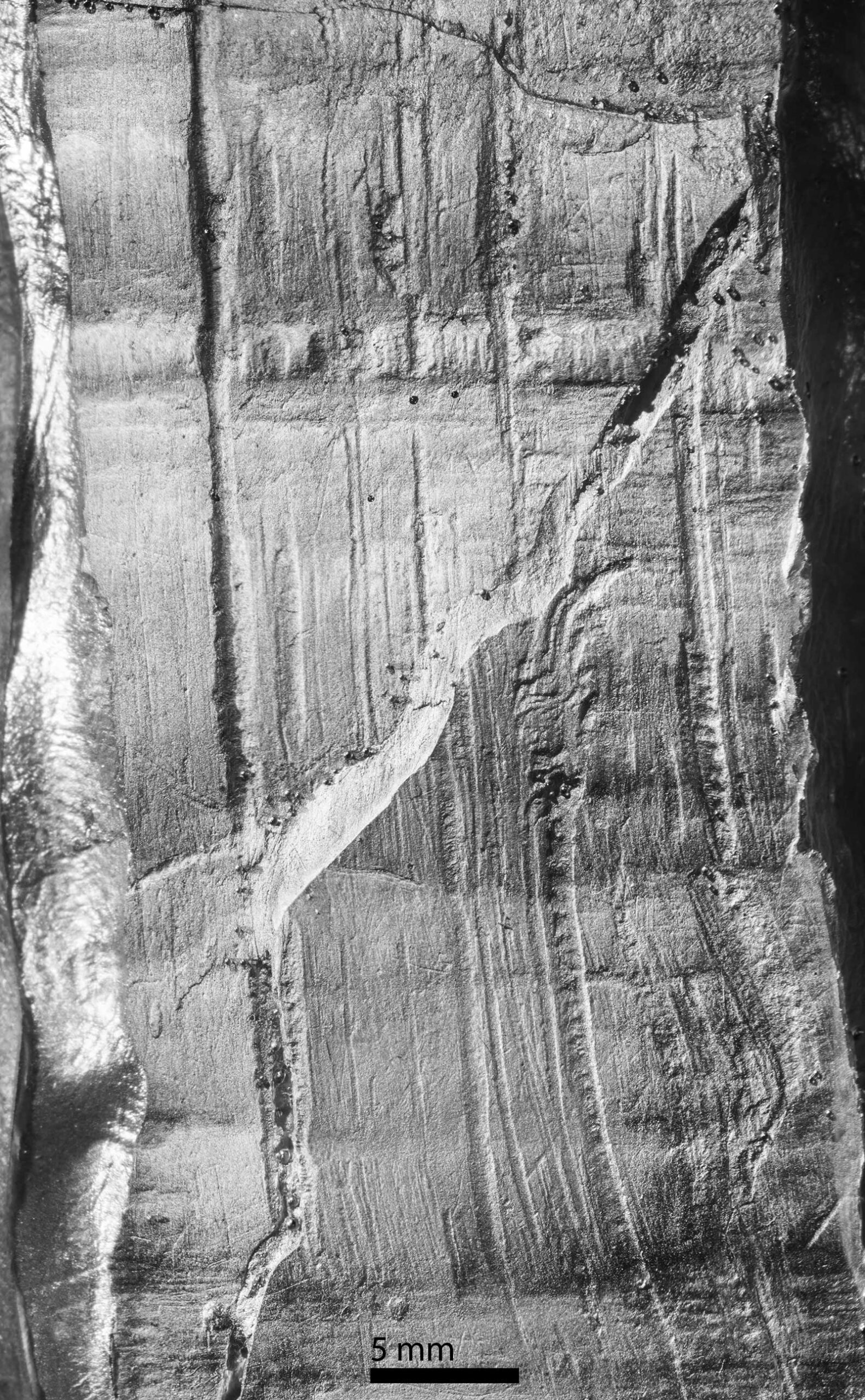 Close­up of an epoxy cast of transverse cut marks on the base of the Page-Ladson mastodon tusk. Diagonal feature is a fracture through the outer layer. Image credit: Daniel C. Fisher, University of Michigan Museum of Paleontology