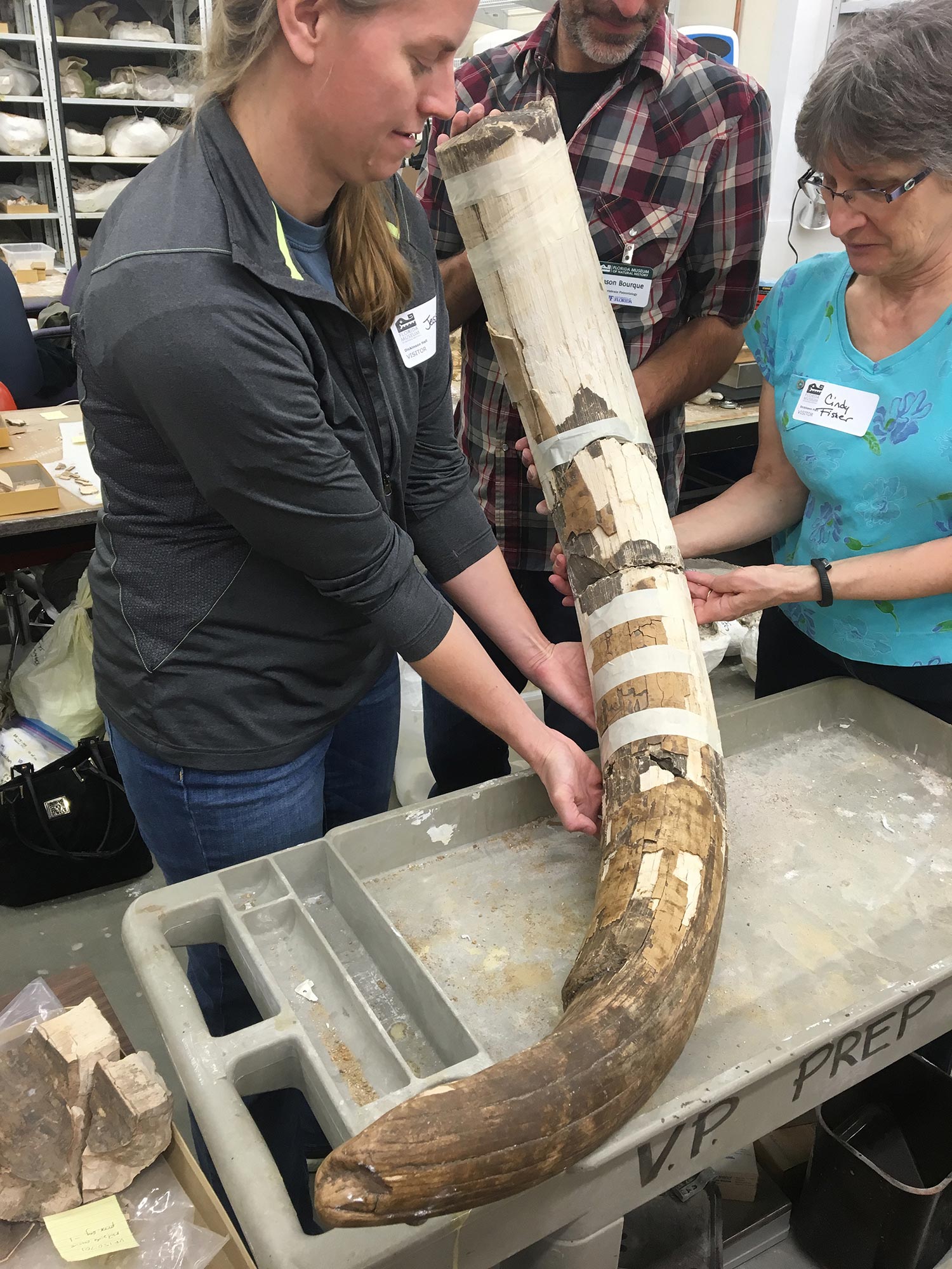 Partly reassembled mastodon tusk from the Page-Ladson site in northwestern Florida. Curvature and size show this is an upper left tusk of a mature male mastodon. Tusk pieces held in place by Jessi Halligan of Florida State University (left), with assistance from Jason Bourque and Cynthia Darling-Fisher. Image credit: Daniel C. Fisher, University of Michigan Museum of Paleontology